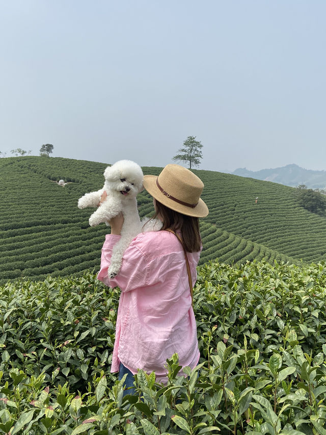 Anji Tea Plantation – A Serene Escape into Hangzhou’s Green Tea Paradise