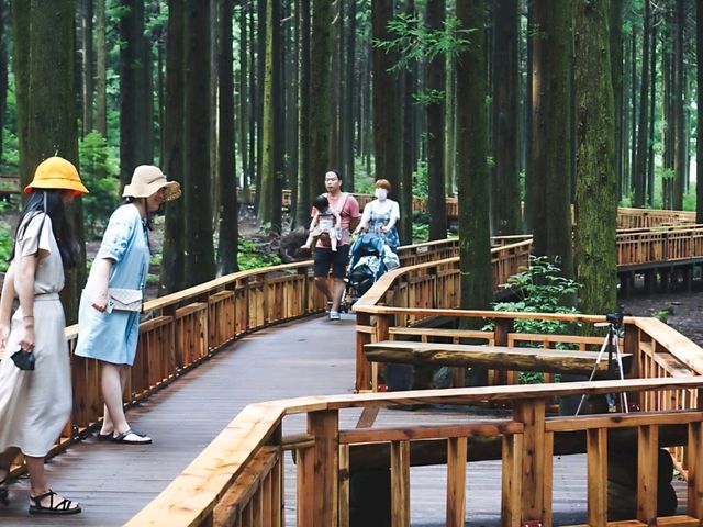 [제주도] 제주 사려니숲길 🌿🌲