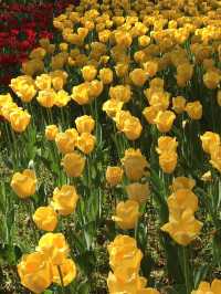🌷 春の横浜公園 チューリップイベント 2026年予報
