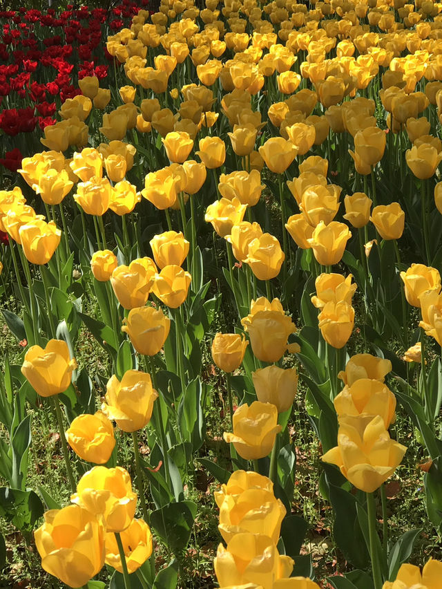 🌷 春の横浜公園 チューリップイベント 2026年予報