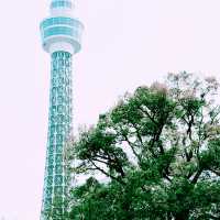 📸✨春の山下公園で横浜マリンタワーと桜、ホテルニューグランドと桜を一緒に撮影できる場所とコツ