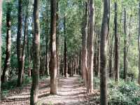 夏日深圳遊:鯤鵬徑第一段(手作步道部分)