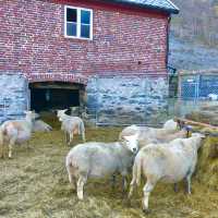 Flåm: Norway’s Fjord Wonderland Beckons