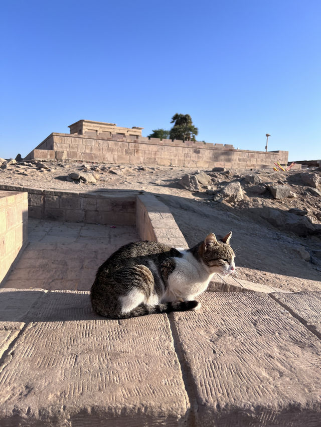 ［埃及旅遊］貓與女神的神殿🐈‍⬛菲萊島上的伊西斯傳說👸菲萊神殿