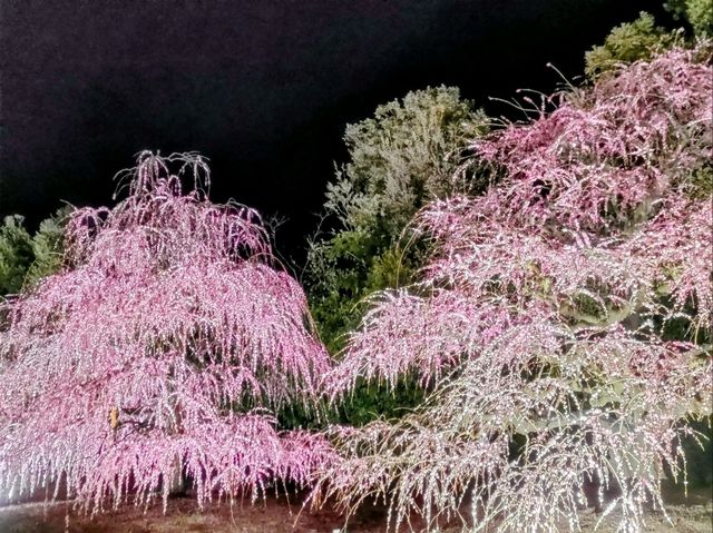 梅とグルメの一泊二日 梅とグルメの一泊二日