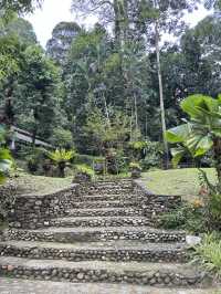 ป่าในเมือง 