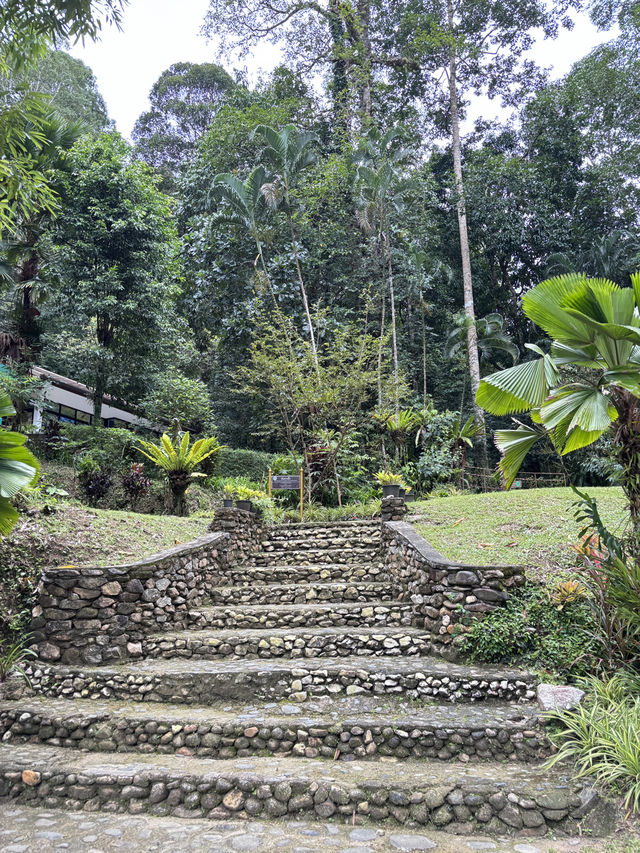 ป่าในเมือง 