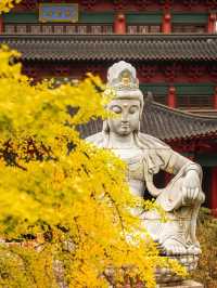🍂 Missing autumn in Nanjing is like missing the soul of October.