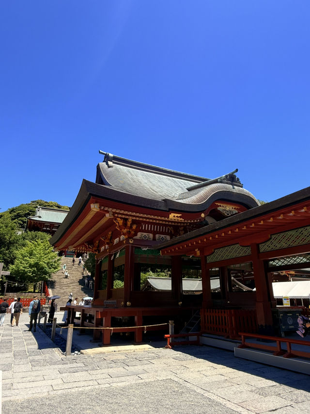 鐮倉｜不只櫻花季絕美 在荷花最美季節造訪鶴岡八幡宮