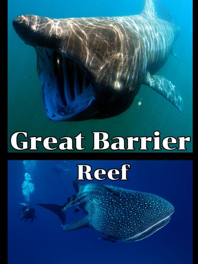 GreatBarrierReef