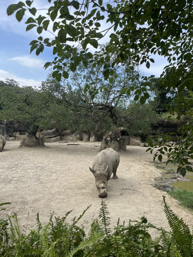 【木柵動物園】一日的動物探險🐼🦁