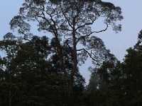 Danum Valley Conservation Area - Malaysia 