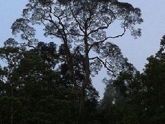 Danum Valley Conservation Area - Malaysia 
