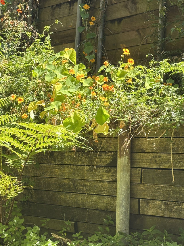 🌳 探訪「總理森林步道Prime Ministers’ Walk」：城市中的森林漫遊