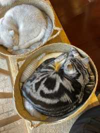 Cat Café Hideaway in Lijiang Old Town 