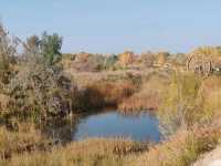 Autumn Populus Splendor Reflected in Golden Lake
