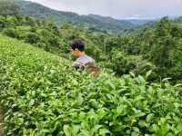 ไร่ชาลุงเดช เชียงใหม่ 🍵🌿🍃