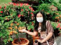 งานเมล็ดพันธุ์ บริษัทศรแดง