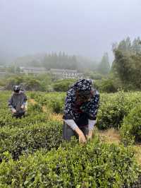 🍃 วันนี้เรามา “เก็บชา” กันที่ 福泉山茶山