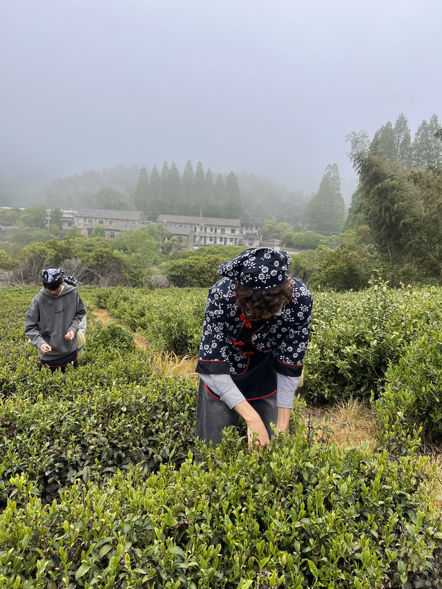 🍃 วันนี้เรามา “เก็บชา” กันที่ 福泉山茶山