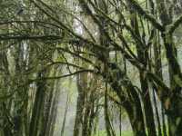 Forest Bathing at Doi Inthanon: Chill Vibes + Epic Scenery