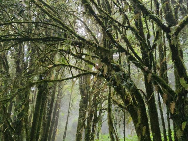 Forest Bathing at Doi Inthanon: Chill Vibes + Epic Scenery