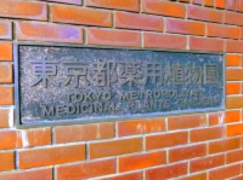 Discovering Nature’s Pharmacy at Tokyo Medicinal Plant Garden 🌿