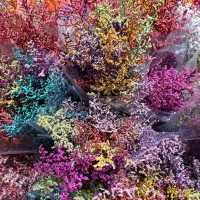 영원한 봄의 도시, 꽃이 지지않는 쿤밍