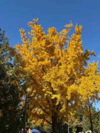 Under the Ginkgos of Di Tan