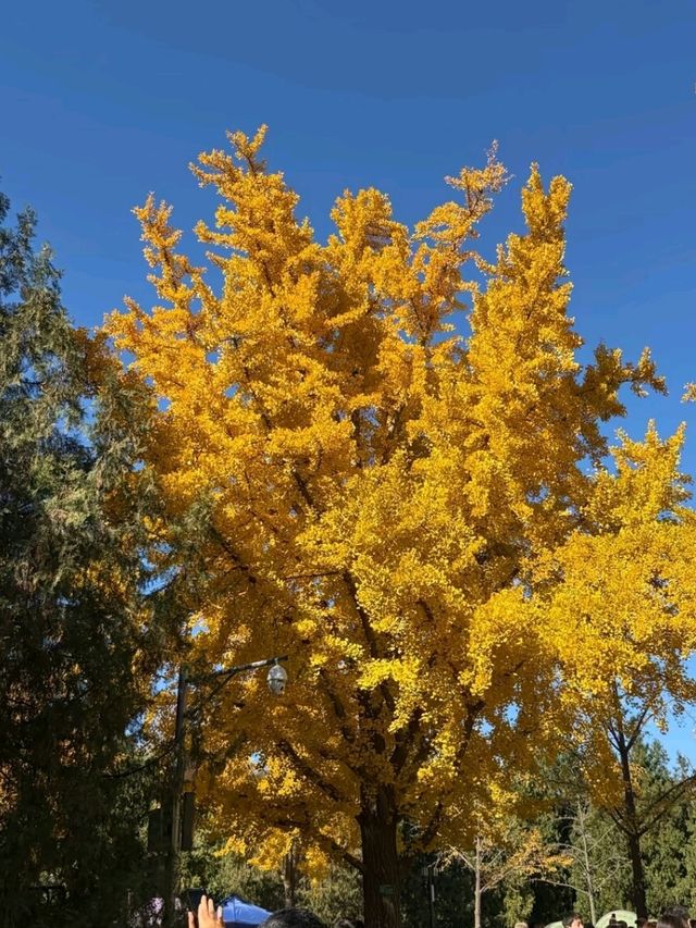 Under the Ginkgos of Di Tan