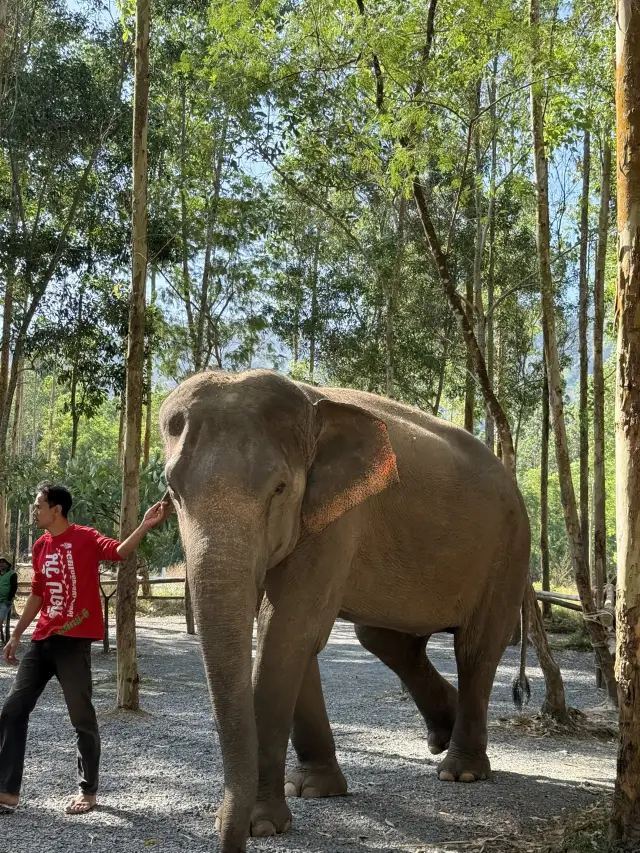 布吉島另類大象體驗🐘🐘
