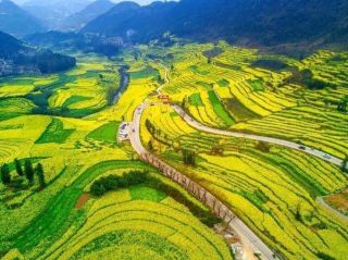 🌼 Luoping Basin | A Golden Ocean of Rapeseed Blossoms