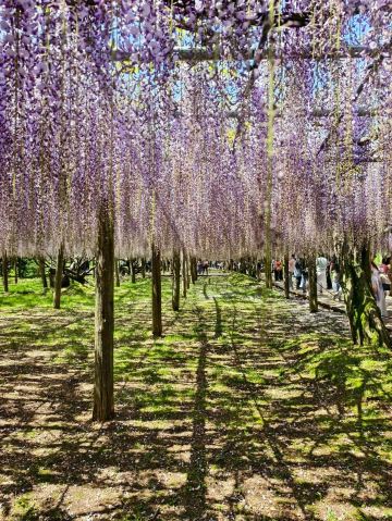 Purple Fairyland | Trip.com Kitakyushu City