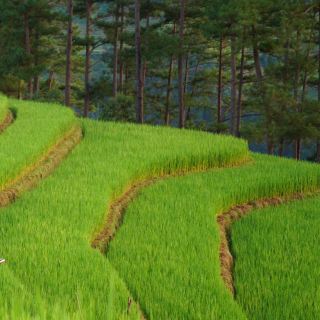 🌾 Mesmerizing Mu Cang Chai: Vietnam’s Stairway to the Sky 🚶‍♂️✨ 