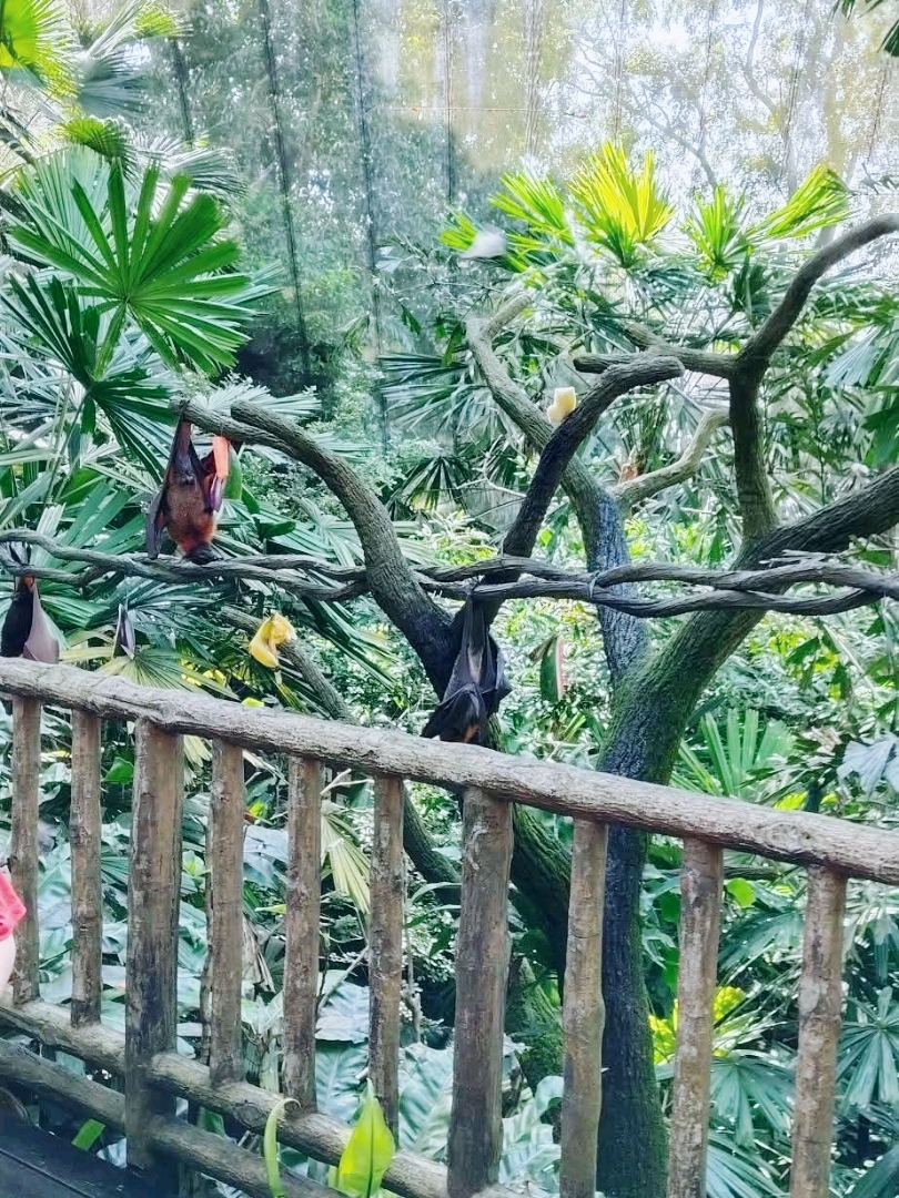 #underratedspots  

這就是為什麼新加坡的Mandai 