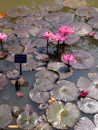 🌸 Water Lilies in Xishuangbanna Tropical Botanical Garden
