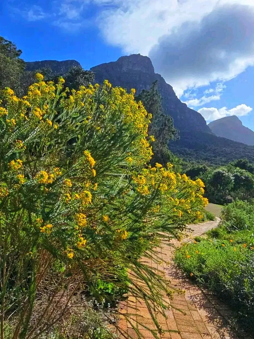 🍃🌸 Kirstenbosch in Fall: A Celebration of South Africa’s Natural Beauty 🍂