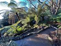 Royal Tasmanian Botanical Gardens 🌼