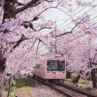 Sakura Spectacle: Tokyo's Blossom Ballet!🌸
