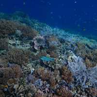 Snorkelingparadise of Raja Ampat