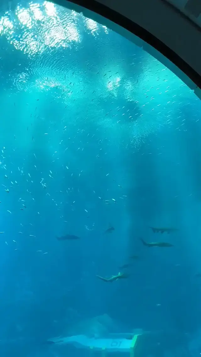 SeaWorld Pt.3