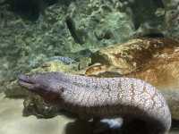 Crazy Creatures of the Aquarium 