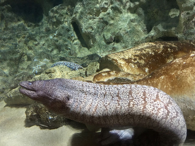 Crazy Creatures of the Aquarium 
