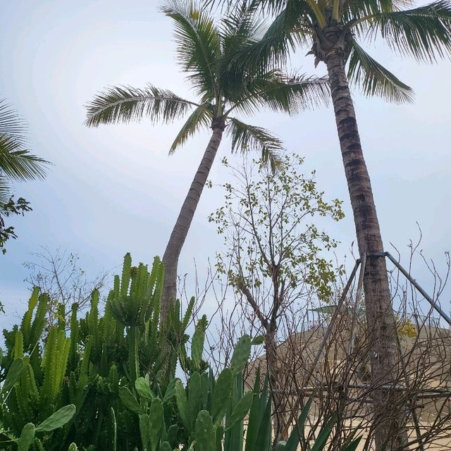 🌴🌊 Escape to Paradise at Dameisha Beach, Shenzhen! 🇨🇳