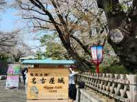Nagoya Vibes: Castles, Cherry Blossoms, and Local Flavors