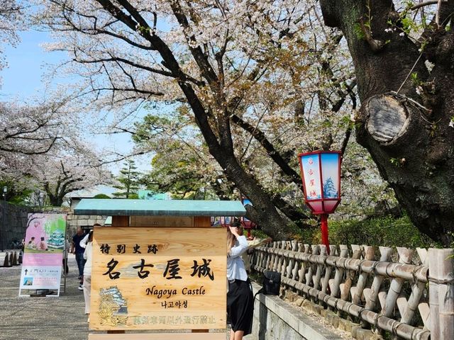 Nagoya Vibes: Castles, Cherry Blossoms, and Local Flavors