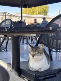 아바노스 스타벅스에서 만난 평화☕️