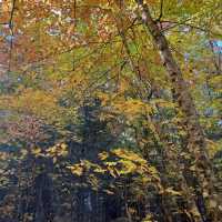 Algonquin Provincial Park