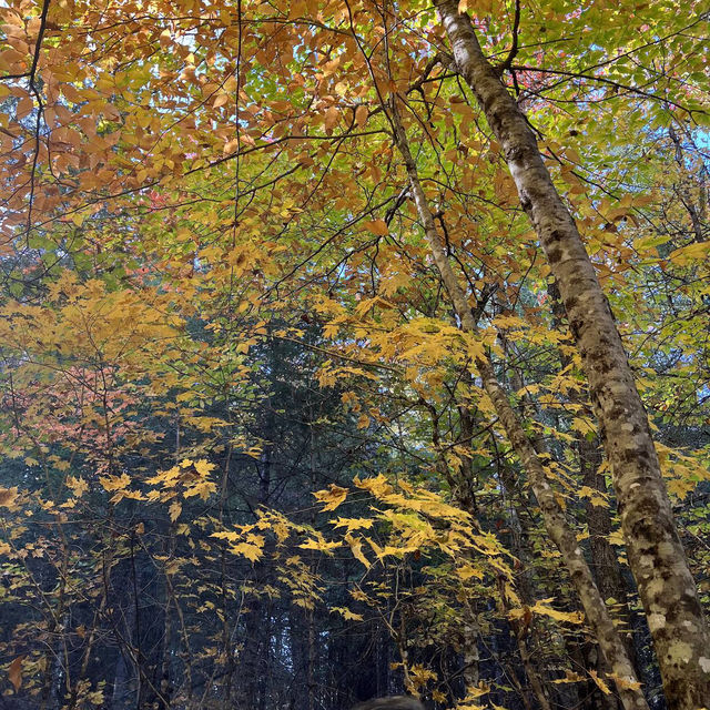 Algonquin Provincial Park Algonquin Provincial Park