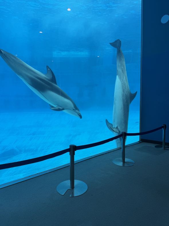 Trip.com Ticket Purchase and Nagoya Port Aquarium Experience Sharing